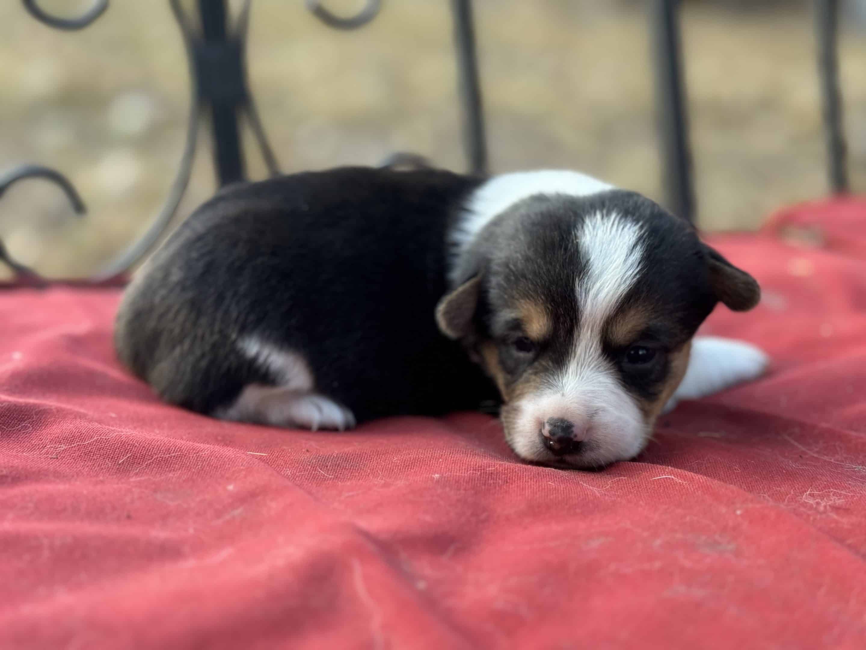 Oct. 16 litter - Male #3 **ADOPTED**
