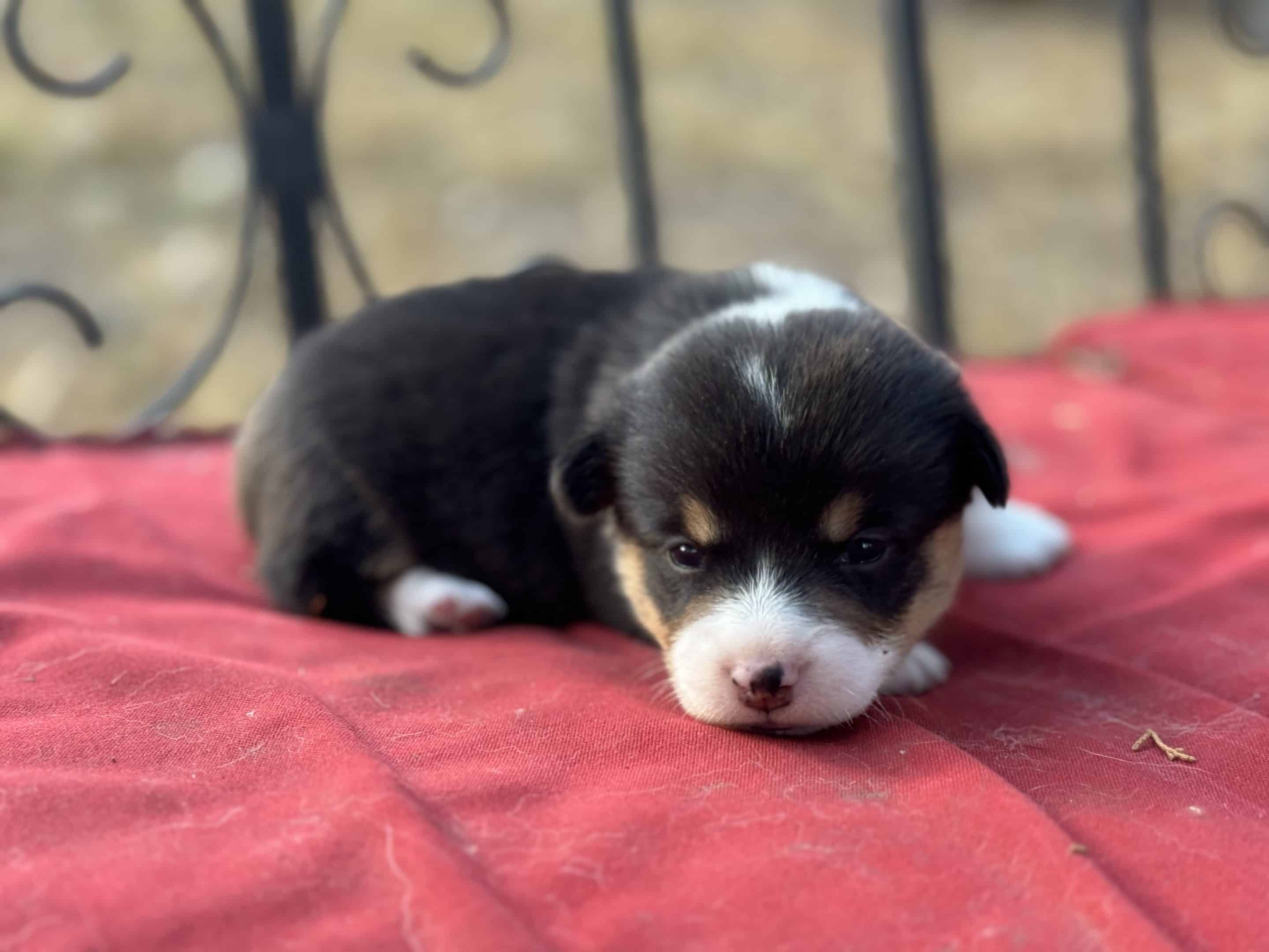 Oct. 16 litter - Male #2 **ADOPTED**