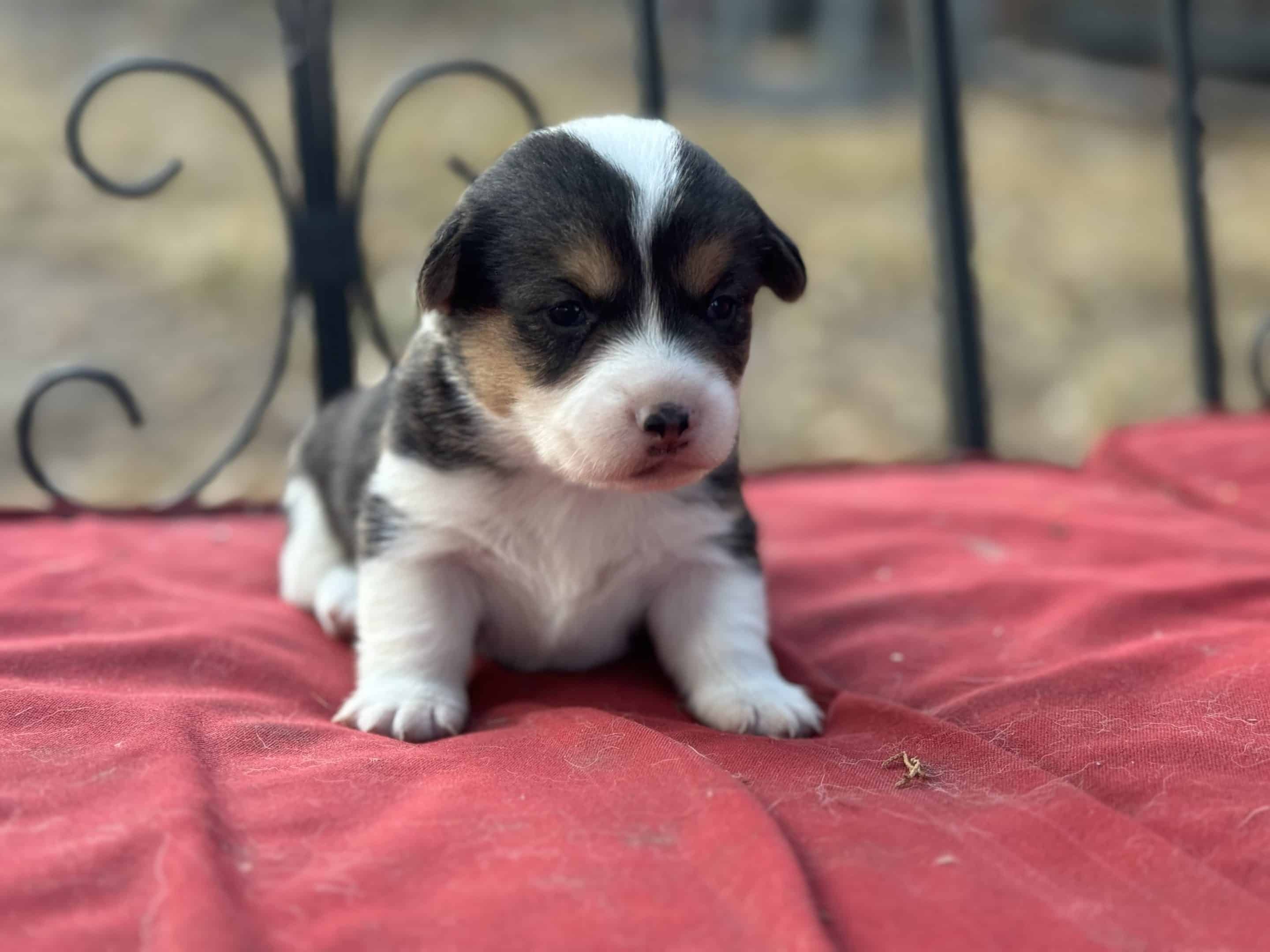 Oct. 16 litter - Male #1 **ADOPTED**