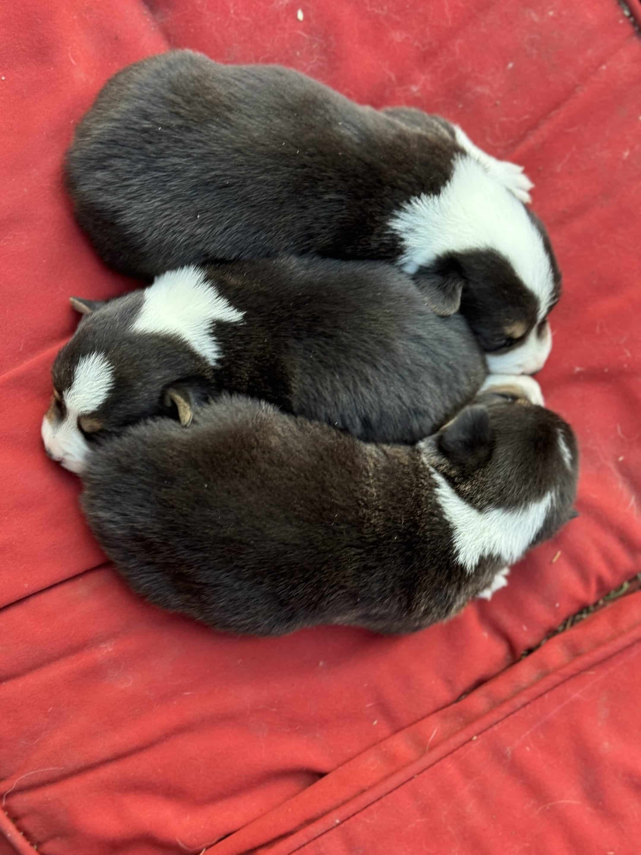 Oct. 16 litter - Males **ADOPTED**