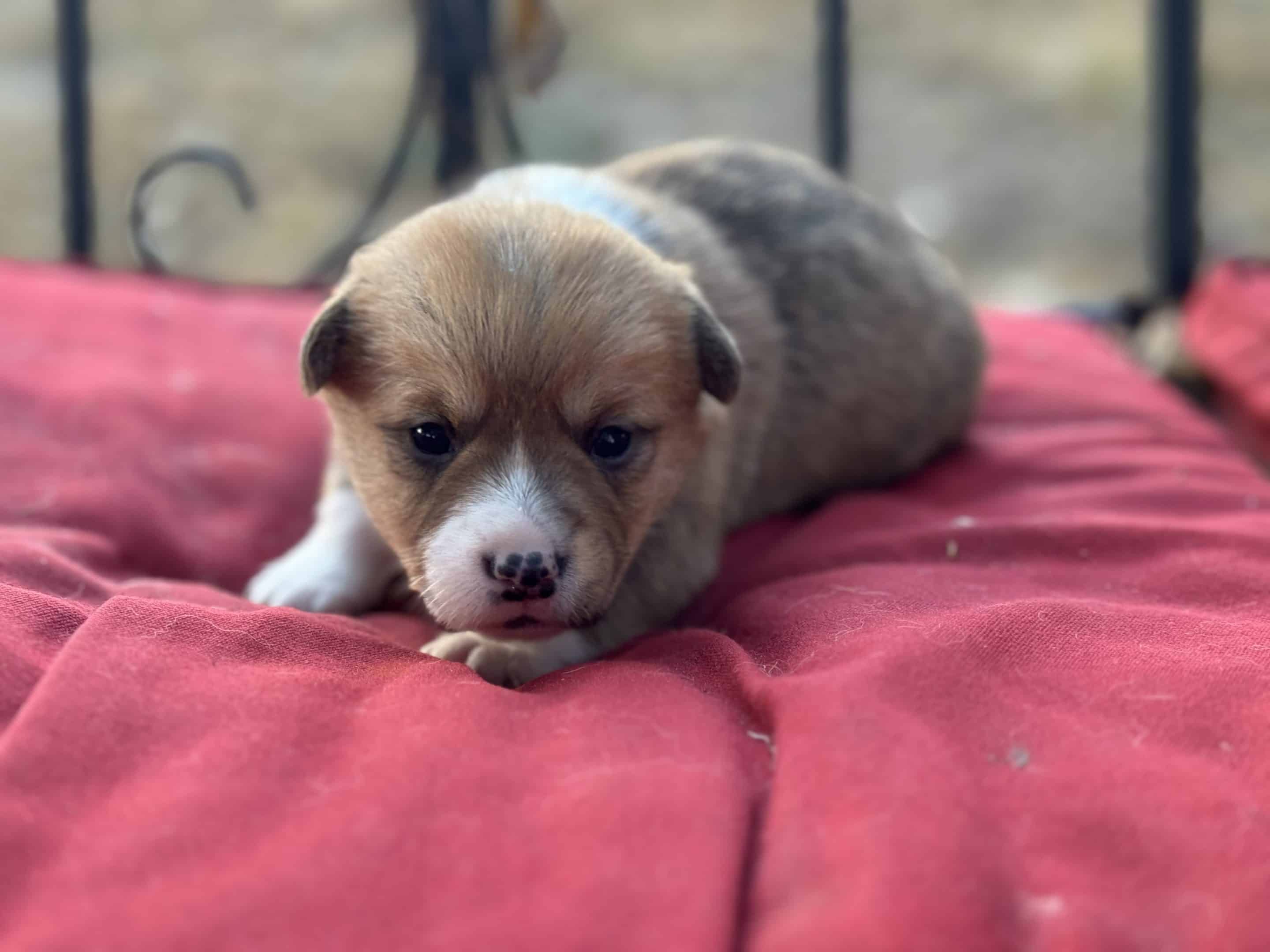 Oct. 16 litter - Female #1 **ADOPTED**