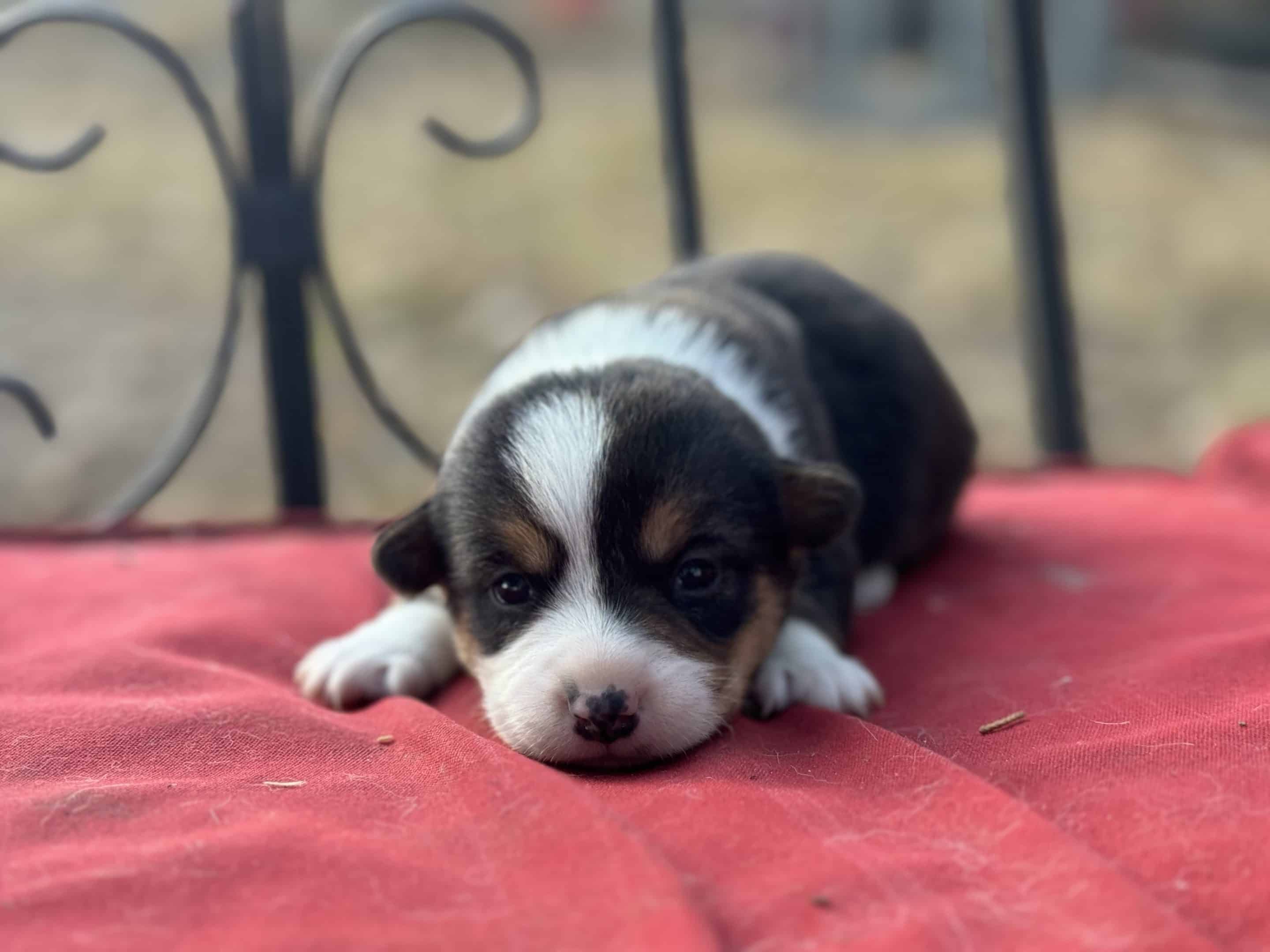 Oct. 16 litter - Female #5 **ADOPTED**