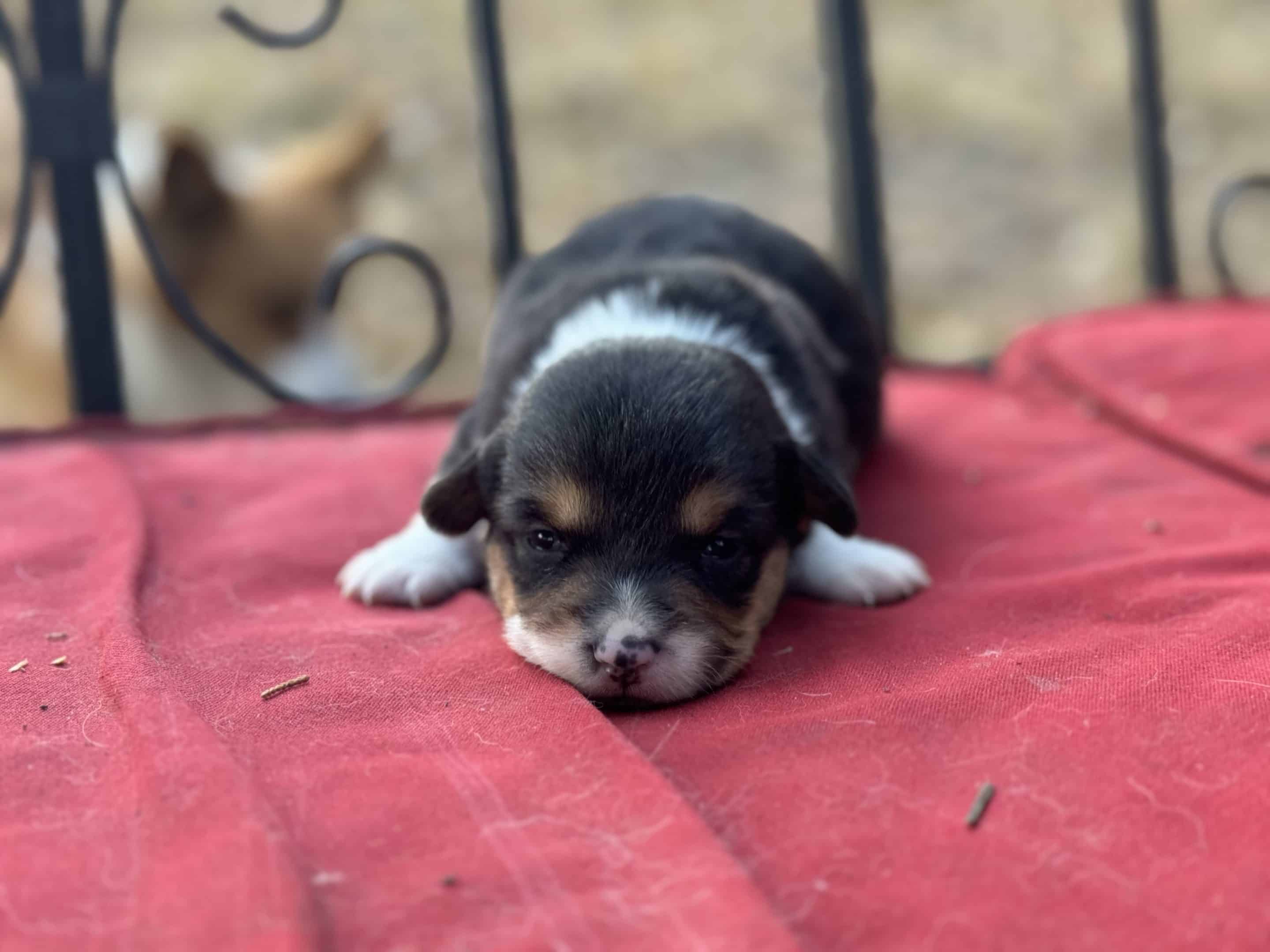 Oct. 16 litter - Female #3 **ADOPTED**