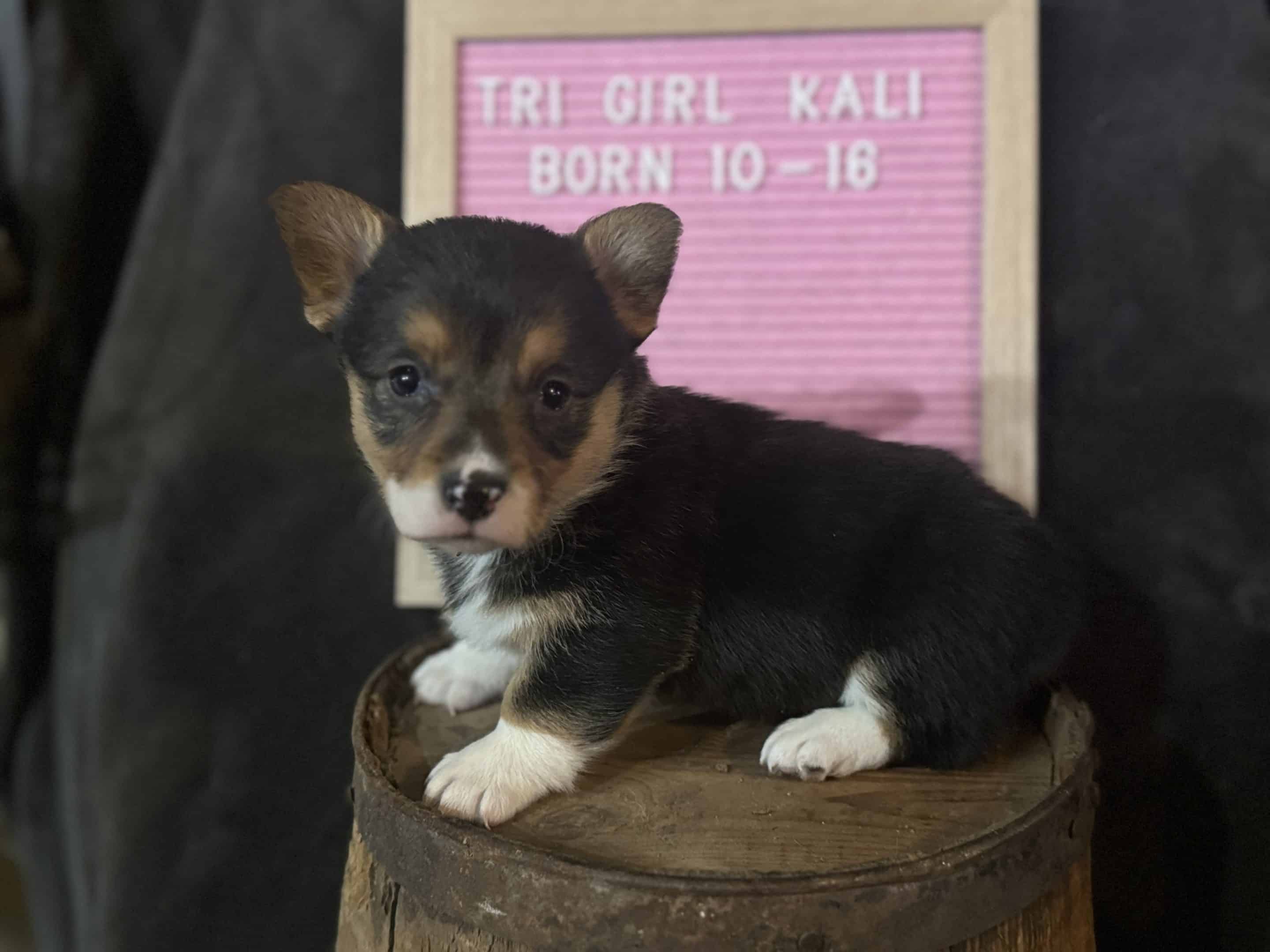Oct. 16 litter - Female #3 "Kali" **ADOPTED**