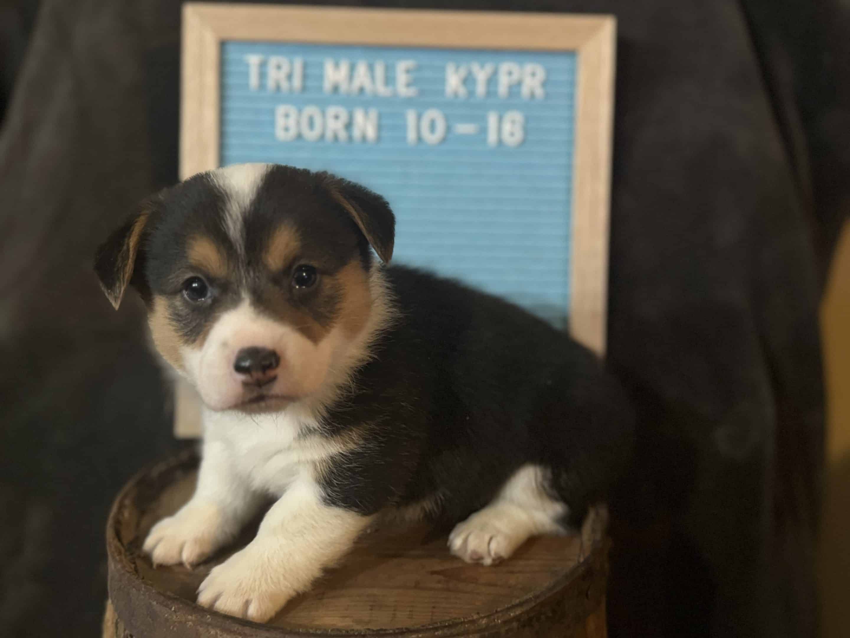 Oct. 16 litter - Male #1 "Kypr" **ADOPTED**