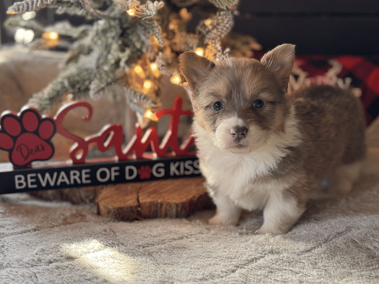 Nov. 14 litter - Sable Bluie Female "Holly" $2500