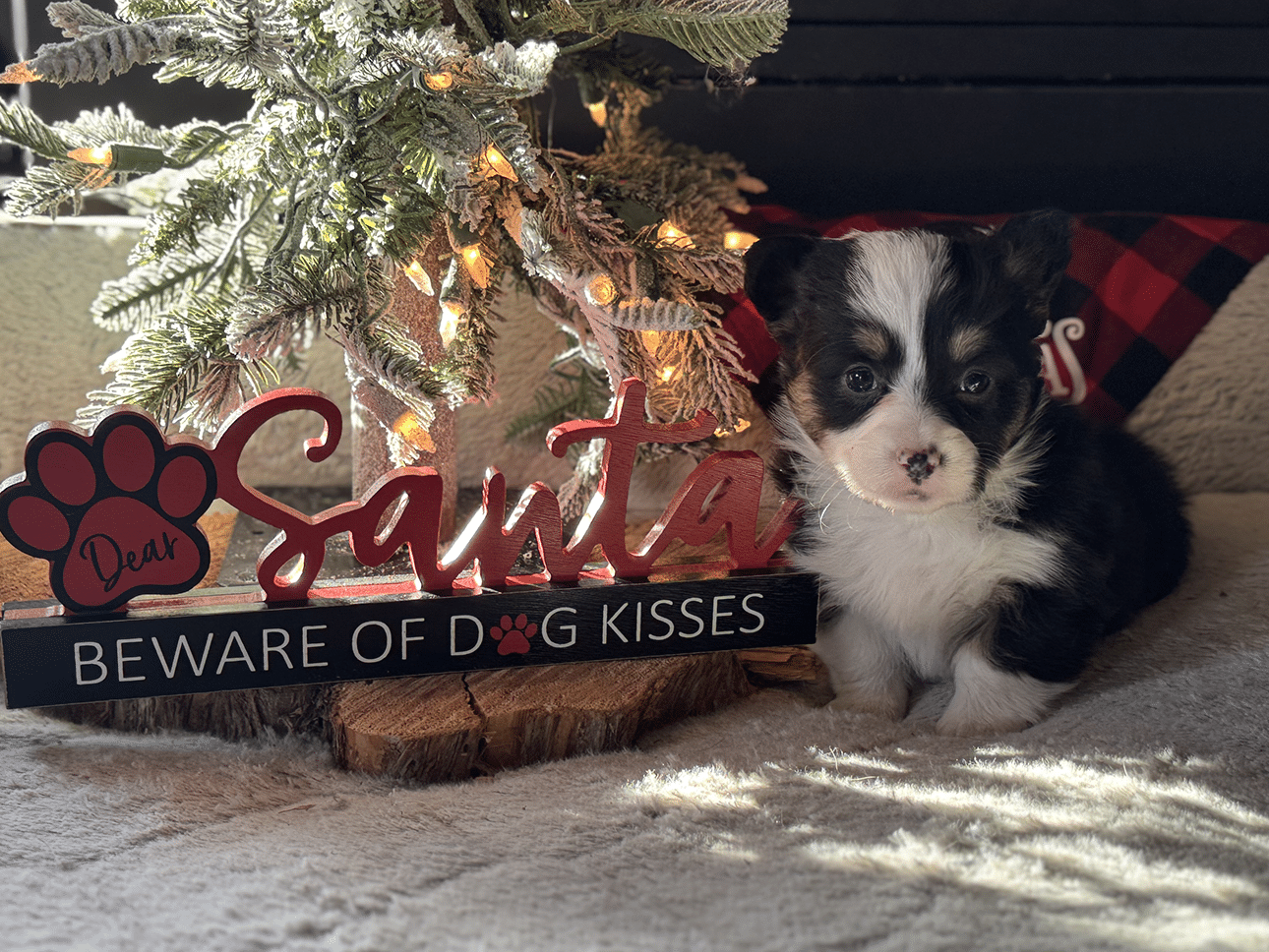 Nov. 14 litter - Tri-Female "Joy" **ADOPTED**