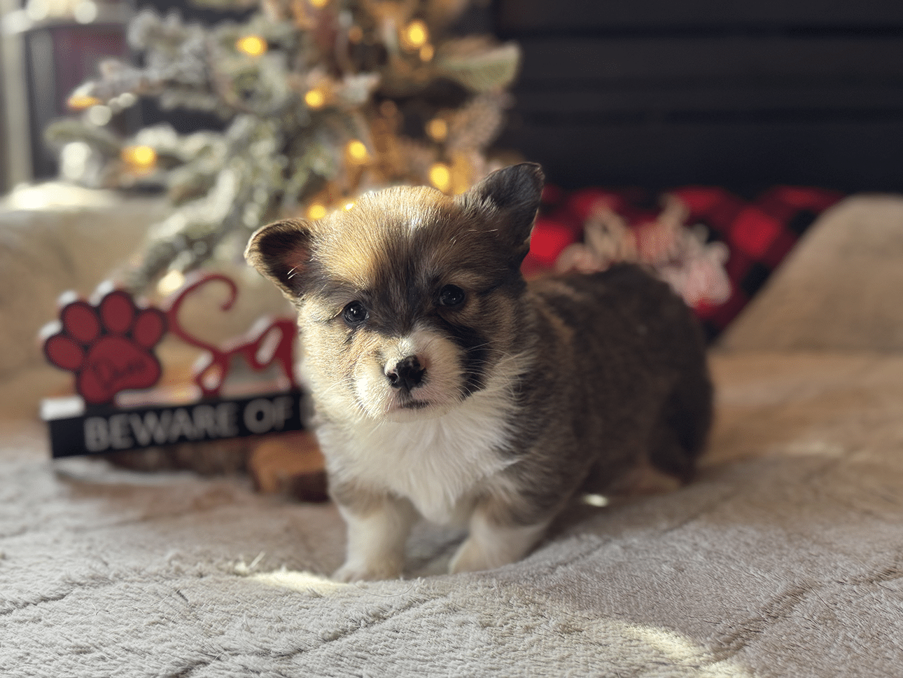Nov. 14 litter - Sable Male "Kris" **ADOPTED**