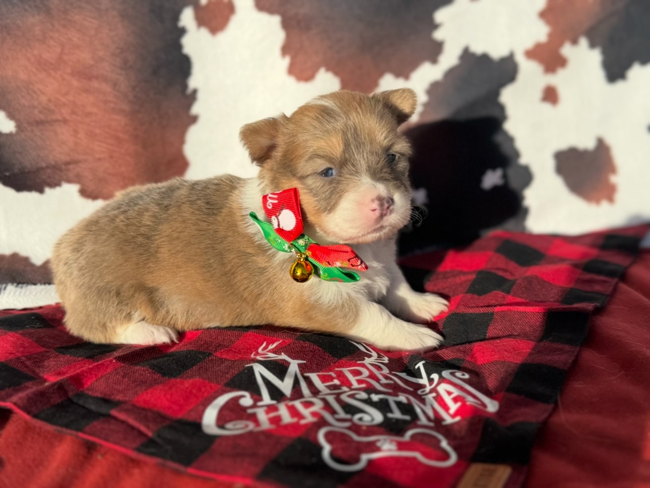 Nov. 14 litter - Sable Bluie Female "Holly" $2500