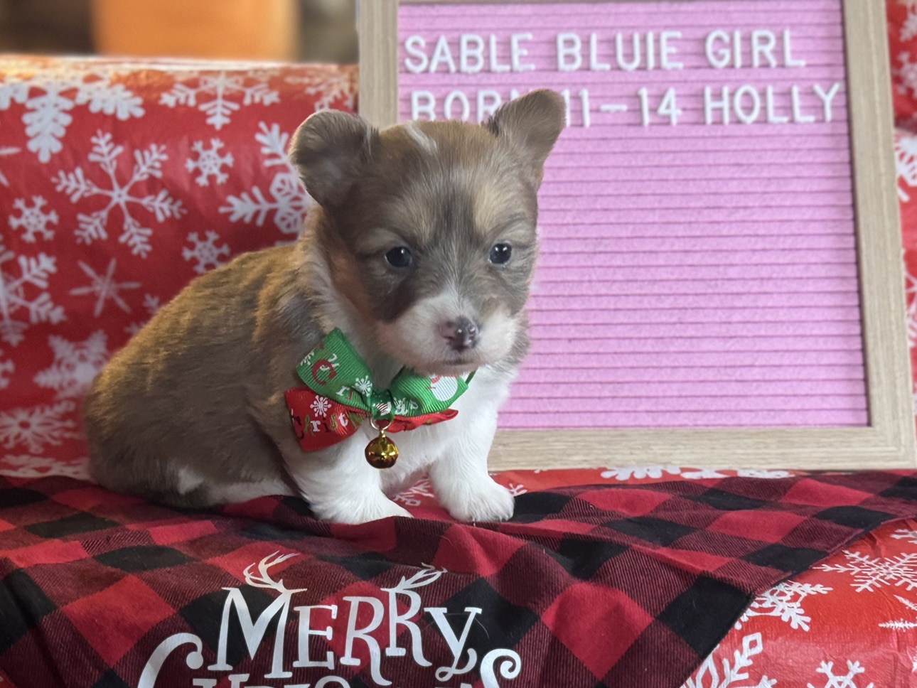 Nov. 14 litter - Sable Bluie Female "Holly" $2500
