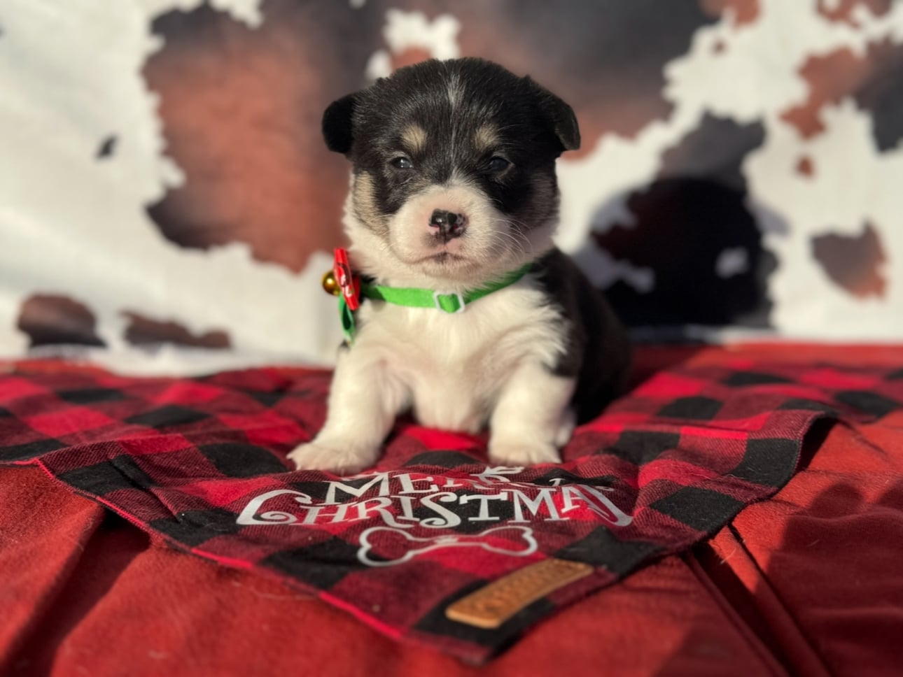 Nov. 14 litter - Tri-Female "Noel" **ADOPTED**