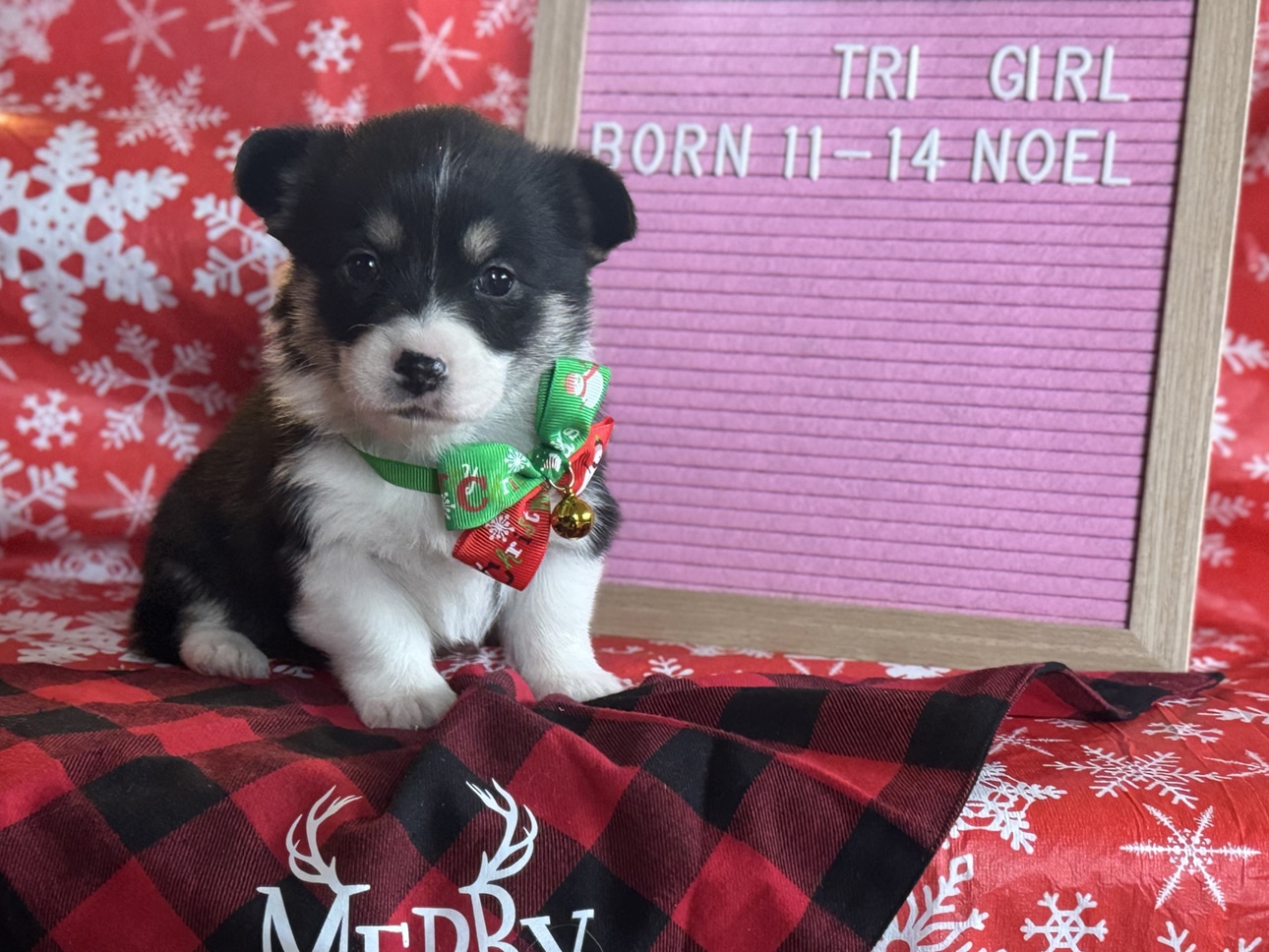 Nov. 14 litter - Tri-Female "Noel" **ADOPTED**