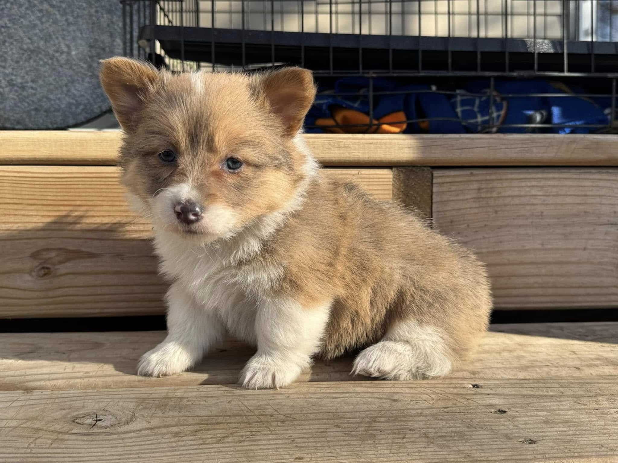 Nov. 14 litter - Sable Bluie Female "Holly" was $2500 PRICE REDUCED $2200