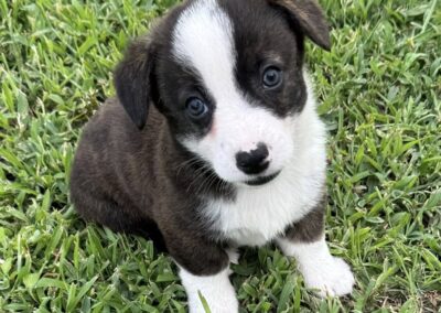 Brindle Male "Indy" $2500