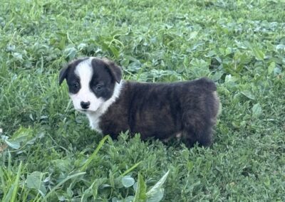 Brindle Male "Indy" $2500