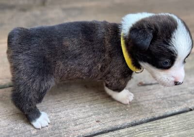 Brindle Male "Indy" $2500