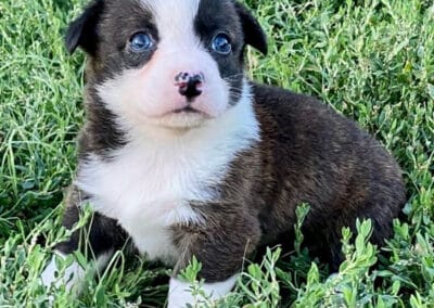 Brindle Male "Indy" $2500