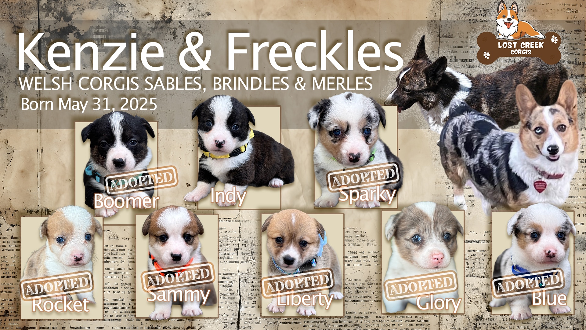 Kenzie and Freckles May 31 Litter