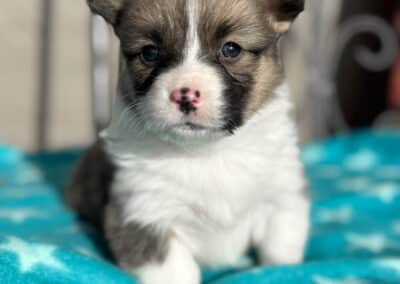 Tri Female "BJ" **ADOPTED**