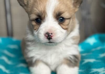 Red Sable Female "Baer" **ADOPTED**