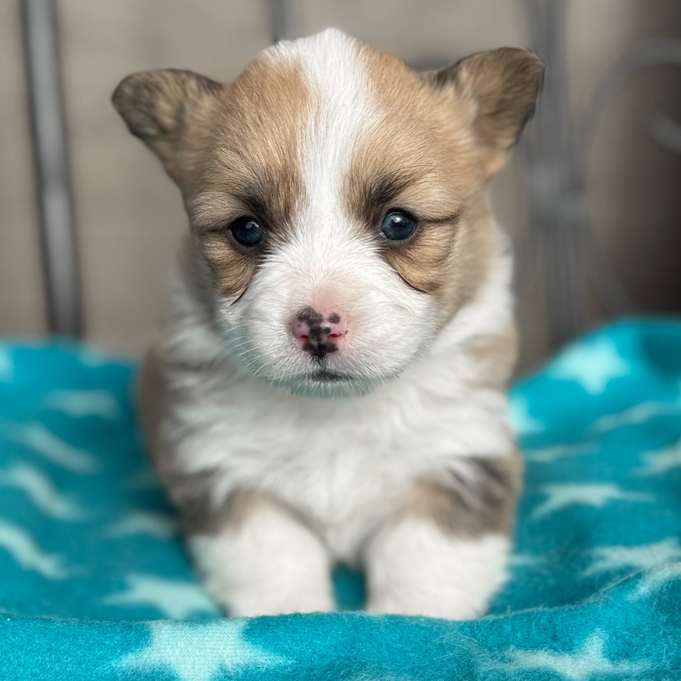 Red Sable Female "Baer" **ADOPTED**