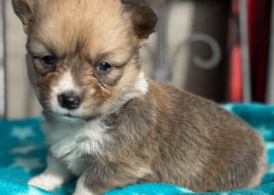 Tri Female "Billie" **ADOPTED**