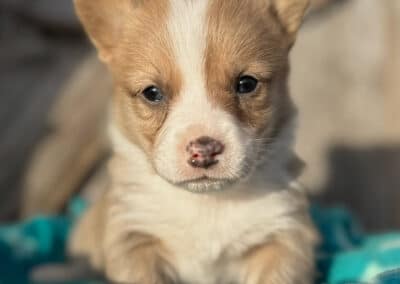 Red Bluie Male "Binx" **ADOPTED**