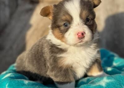 Bluie Male "Blitz" **ADOPTED**