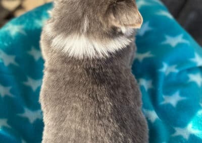 Bluie Male "Blitz" **ADOPTED**