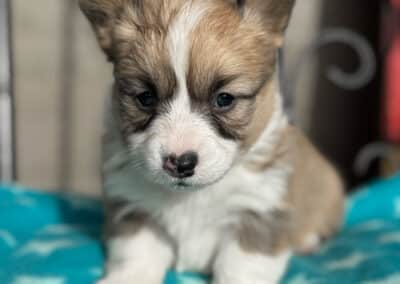 Tri Female "Brie" **ADOPTED**