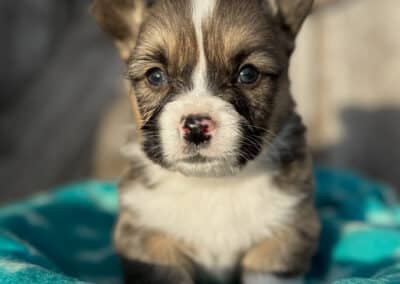 Dark Tri Male "Kevin" **ADOPTED**