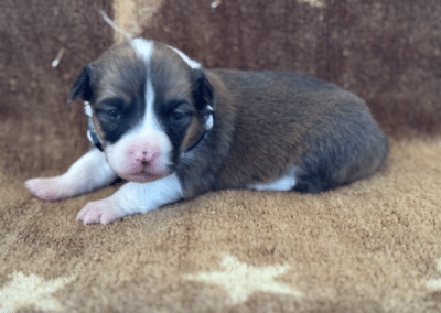 Tri Female "BJ" **ADOPTED**