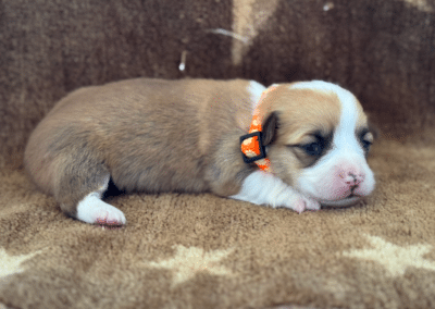 Red Sable Female "Baer" **ADOPTED**