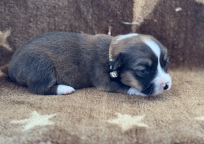 Dark Tri Male "Kevin" **ADOPTED**