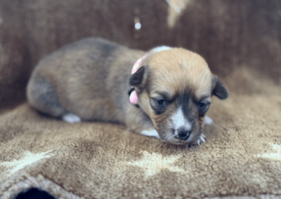 Tri Female "Billie" **ADOPTED**