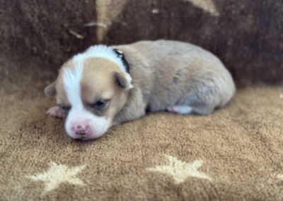 Red Bluie Male "Binx" **ADOPTED**