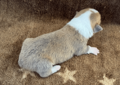 Red Bluie Male "Binx" **ADOPTED**