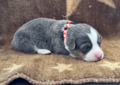 Bluie Male "Blitz" **ADOPTED**