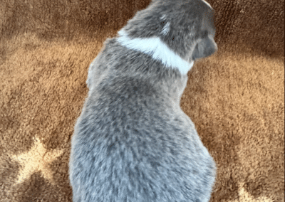 Bluie Male "Blitz" **ADOPTED**