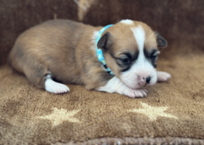 Tri Female "Brie" **ADOPTED**