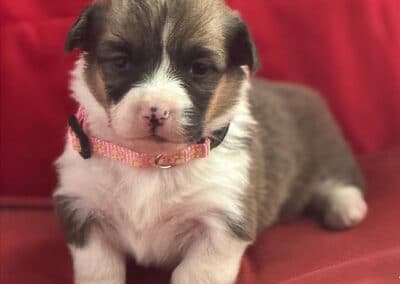 Tri Female "BJ" **ADOPTED**