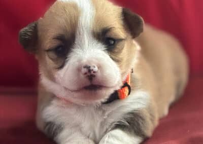 Red Sable Female "Baer" **ADOPTED**