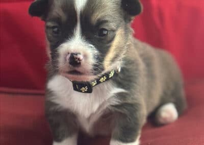 Dark Tri Male "Kevin" **ADOPTED**