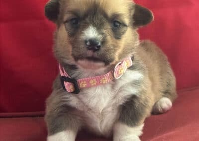 Tri Female "Billie" **ADOPTED**