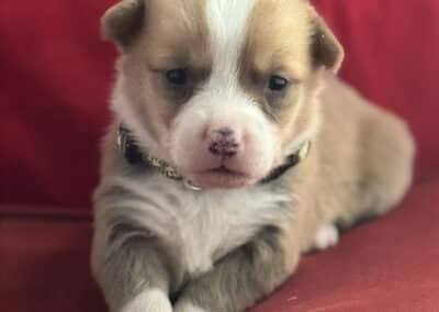 Red Bluie Male "Binx" **ADOPTED**