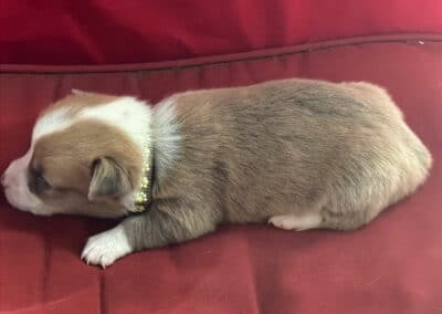 Red Bluie Male "Binx" **ADOPTED**