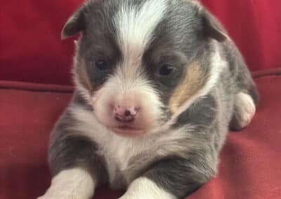 Bluie Male "Blitz" **ADOPTED**