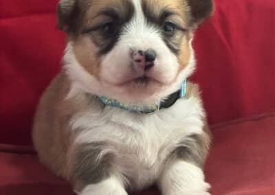 Tri Female "Brie" **ADOPTED**