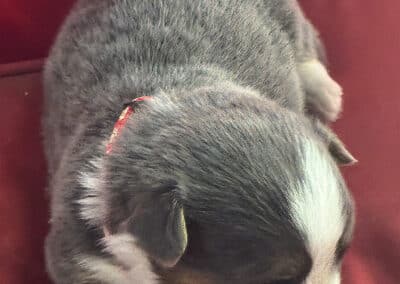 Bluie Male "Blitz" **ADOPTED**