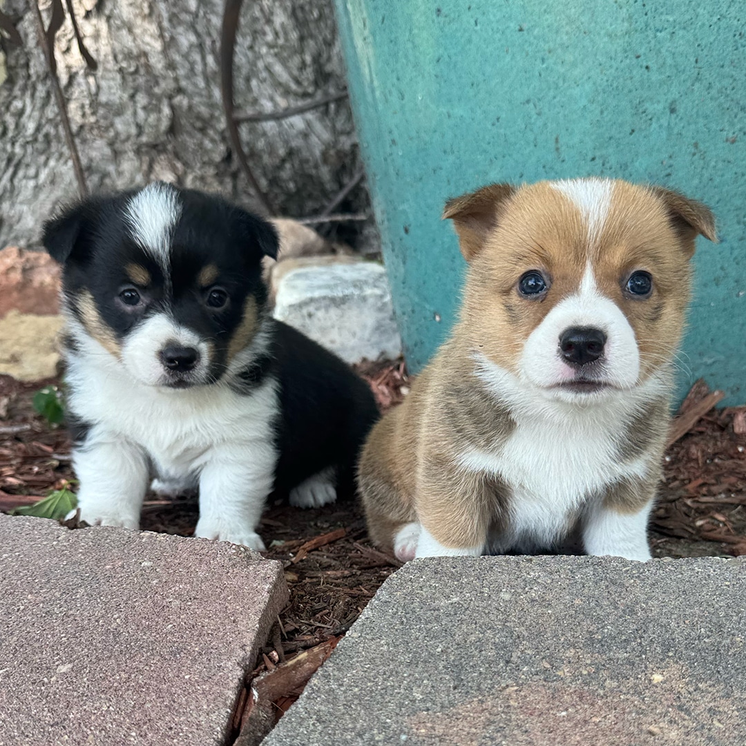 Red Sable Female "Baer" **ADOPTED**